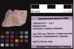 Foto (Objekt + Etiketten) von Decapoda indet. (NHMW-GEO-1990-0041-0147)